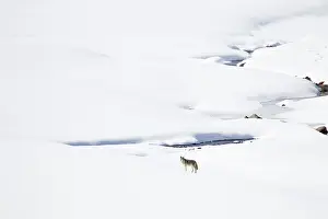 Yellowstone: USA, Wyoming, Yellowstone National Park, Lamar Valley