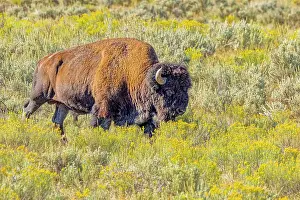 Wyoming: USA, Wyoming, Yellowstone National Park. Bison in grassy