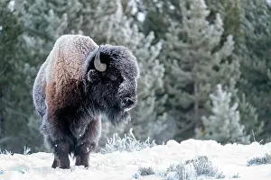 Yellowstone: USA, Wyoming, Yellowstone National Park, American