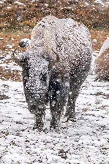 Yellowstone: USA, Wyoming, Yellowstone National Park. Bison in