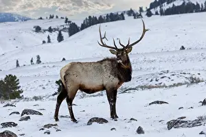 Yellowstone: USA, Wyoming, Yellowstone National Park. Lone bull