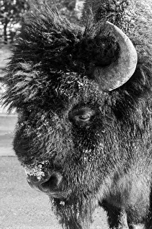Buffalo: USA, Wyoming, Yellowstone National Park. Lone male