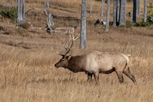 Focus: USA, Wyoming, Yellowstone National Park, Madison