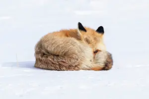 Coat: USA, Wyoming, Yellowstone National Park, red fox