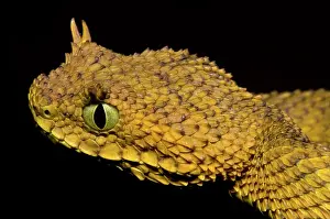 Convergent: Usambara Eyelash Bush Viper