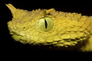 Convergent: Usambara Eyelash Bush Viper