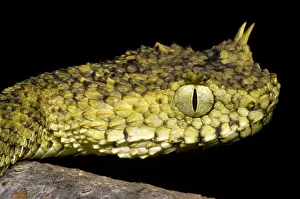 Convergent: Usambara Eyelash Bush Viper