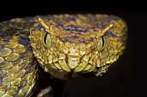Convergent: Usambara Eyelash Bush Viper