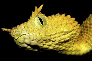 Convergent: Usambara Eyelash Bush Viper
