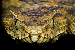 Convergent: Usambara Eyelash Bush Viper