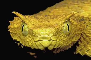 Convergent: Usambara Eyelash Bush Viper