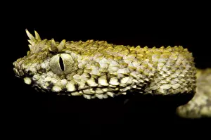 Convergent: Usambara Eyelash Bush Viper