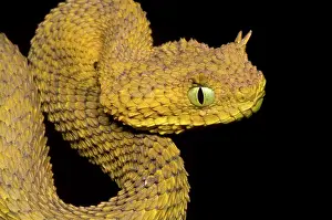 Convergent: Usambara Eyelash Bush Viper
