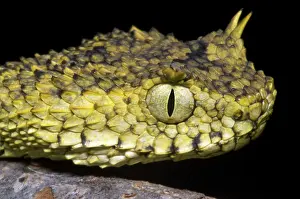 Convergent: Usambara Eyelash Bush Viper