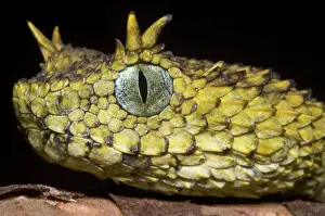 Convergent: Usambara Eyelash Bush Viper