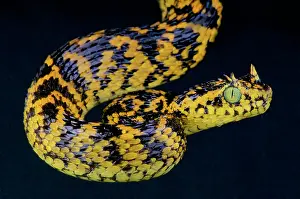 Eyelash: Usambara eyelash viper (Atheris ceratophora), Tanzania