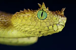 Eyelash: Usambara eyelash viper (Atheris ceratophora), Tanzania