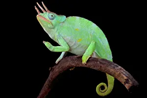 Trioceros: Usambara Giant Three-Horned Chameleon (Trioceros