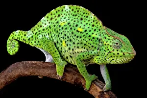 Trioceros: Usambara Giant Three-Horned Chameleons (Trioceros