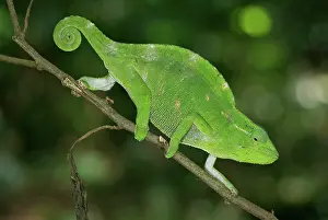 Usambara: Usambara Three Horned Chameleon - female