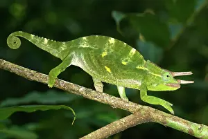 Usambara: Usambara three horned Chameleon - male
