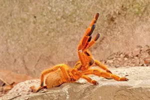Murinus: Usambara Orange Baboon Spider, Pternochilus