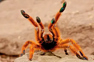 Murinus: Usambara Orange Baboon Spider, Pternochilus