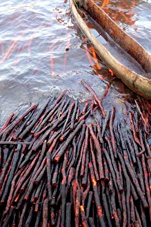 Rhizophora: used for construction