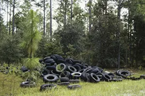 Apalachicola: Used Tires Illegally Dumped in Forest