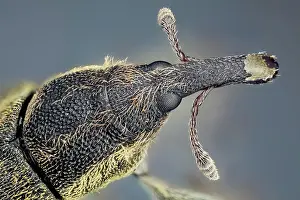 Sixty: They are usually small, less than 6 millimetres