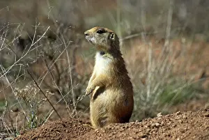 Cynomys: Utah Prairie Dog