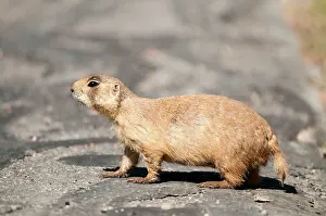 Cynomys: Utah Prairie Dog