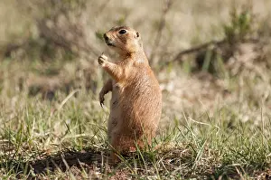 Cynomys: Utah Prairie Dog
