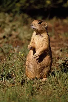 Cynomys: Utah Prairie Dog - alert