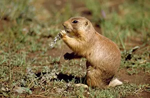 Cynomys: UTAH PRAIRIE DOG - chewing