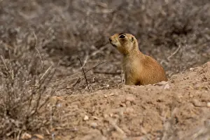 Cynomys: Utah prairie dog (Cynomys parvidens). Near Panguitch