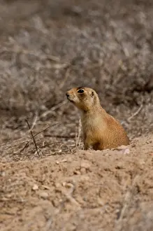 Cynomys: Utah prairie dog (Cynomys parvidens). Near Panguitch