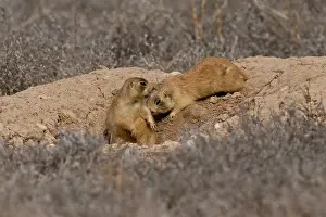 Cynomys: Utah prairie dog (Cynomys parvidens). Near Panguitch