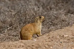 Cynomys: Utah prairie dog (Cynomys parvidens). Near Panguitch