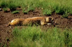 Cynomys: Utah Prairie Dog - lying on the groundS