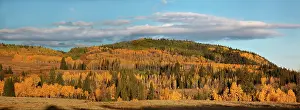 Hollow: Utah; Uintah National Forest, Lambert Hollow