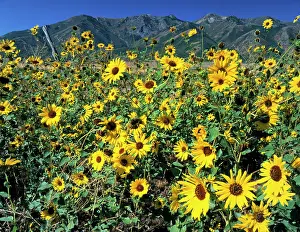 Smith: Utah. USA. Common sunflower (Helianthus