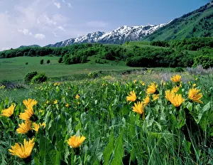 Smith: Utah. USA. Mules ears (Wyethia amplexicaulis)