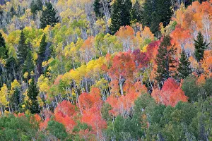 Jamie: Utah; Wasatch-Cache National Forest, aspen