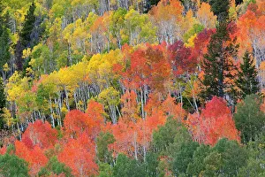 Jamie: Utah; Wasatch-Cache National Forest, aspen