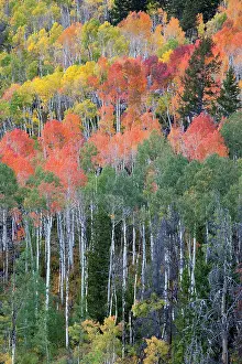 Jamie: Utah; Wasatch-Cache National Forest, aspen