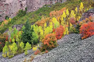 Jamie: Utah; Wasatch-Cache National Forest, aspen