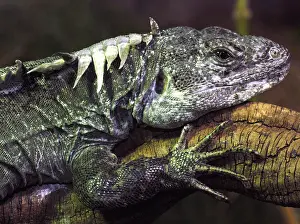 Honduras: Utilan Spiny Tailed Iguana