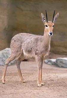 Bucks: Vaal RHEBOK - male