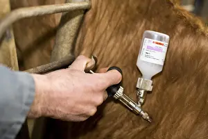 Needles: Vaccination of cattle against bluetongue France